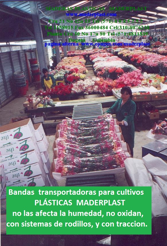 bandas trasportadora para postcosecha bandas trasportadoras cultivos de flores banda trasportador cinta transportador de flores de corte banda cultivos de cosechas de viveros tecnificados 00012 bandas trasportadora para postcosecha bandas trasportadoras cultivos de flores banda trasportador cinta transportador de flores de corte banda cultivos de cosechas de viveros tecnificados 00012 01 bandas trasportadora para postcosecha bandas trasportadoras cultivos de flores banda trasportador cinta transportador de flores de corte banda cultivos de cosechas de viveros tecnificados 00012